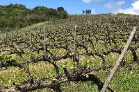 Una panoramica dei vigneti della tenuta Poggio Verrano