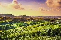 I vigneti delle Langhe in una foto d'archivio