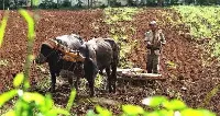 Agricoltura a Cuba