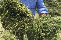 Il marchio made green in Italy garantirà gli elevati standard produttivi dell'erba medica e i relativi processi di essiccazione e disidratazione