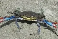 Granchio blu