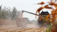 Coltivazione di mais col protocollo Combi Mais