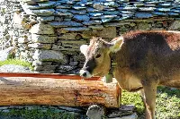 Malga