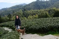 Piantagione di tè a Taiwan