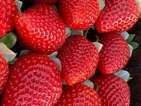 PARTHENOPE fragola