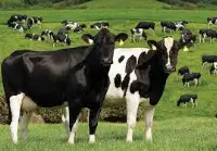 Bovini al pascolo