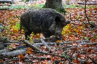 Un cinghiale in Liguria