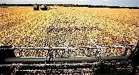Mietitura meccanica del grano