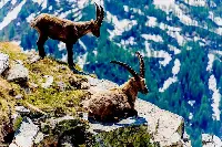 Un'immagine del Parco nazionale del Gran Paradiso