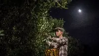Raccolta olive notte