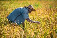 Agricoltura in Nigeria