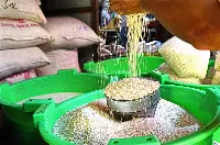Riso qualità Japonica esportato dal Myanmar