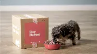 Dog Heroes - pappa