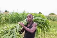 Bracciante agricolo nello Zimbabwe