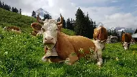 Zootecnia montana: pascolo d'alpeggio