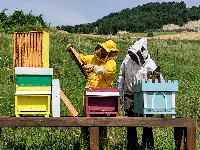 Apicoltura Progetto ARCA, comune di Apiro