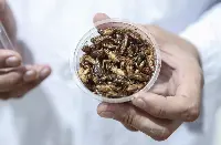 Grilli Acheta domesticus