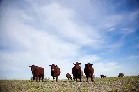Bovini nelle Pampas argentine