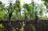 Agricoltura nei Paesi in via di sviluppo