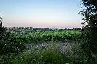 Azienda agricola Duemani (Pisa)