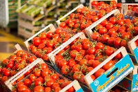 Pomodori Pachino al mercato
