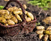 Patate appena raccolte