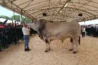 Toro Frullo ad Agriumbria 2023