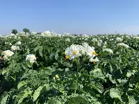 Campo patate fiorito