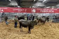 Esemplari di razza podolica