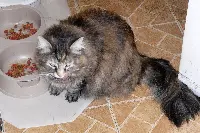 Cibo per gatti