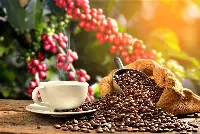 Pianta, bacche, chicchi e tazzina: la filiera del caffè