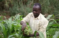 Agricoltore Zambia