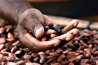 Ghana: cacao