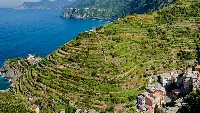 Vigneto eroico in Liguria
