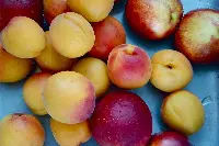 Pesche e albicocche