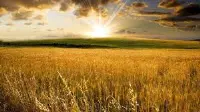 Campo di grano