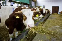 Bovino mangia il fieno
