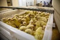 Pulcini: Coop già nel 2019 era in prima linea contro la strage di pulcini maschi, mettendo sui suoi scaffali solo uova “cruelty-free”