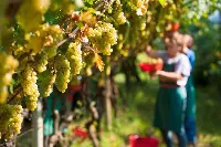 Vendemmia in un vigneto di uva bianca