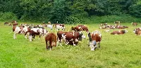Bovini al pascolo