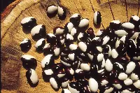 Sicilia fagiolo Badda di Polizzi