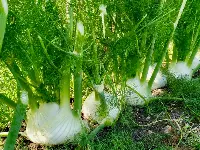Il finocchio d'Oro di Capo Rizzuto