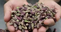 Pistacchio di Raffadali Dop