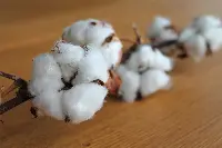 Cotone