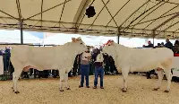 Bovini di razza Chianina