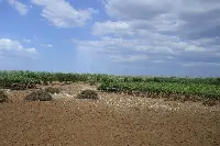 Uliveto nei pressi di Bitonto (Puglia)
