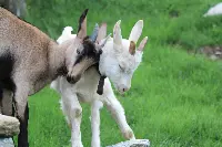 Allevamento caprino