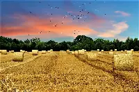 Campo di covoni di grano