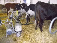 Mungitura di latte nella stalla di un allevatore