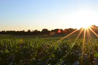 Campi agricoli in Spagna